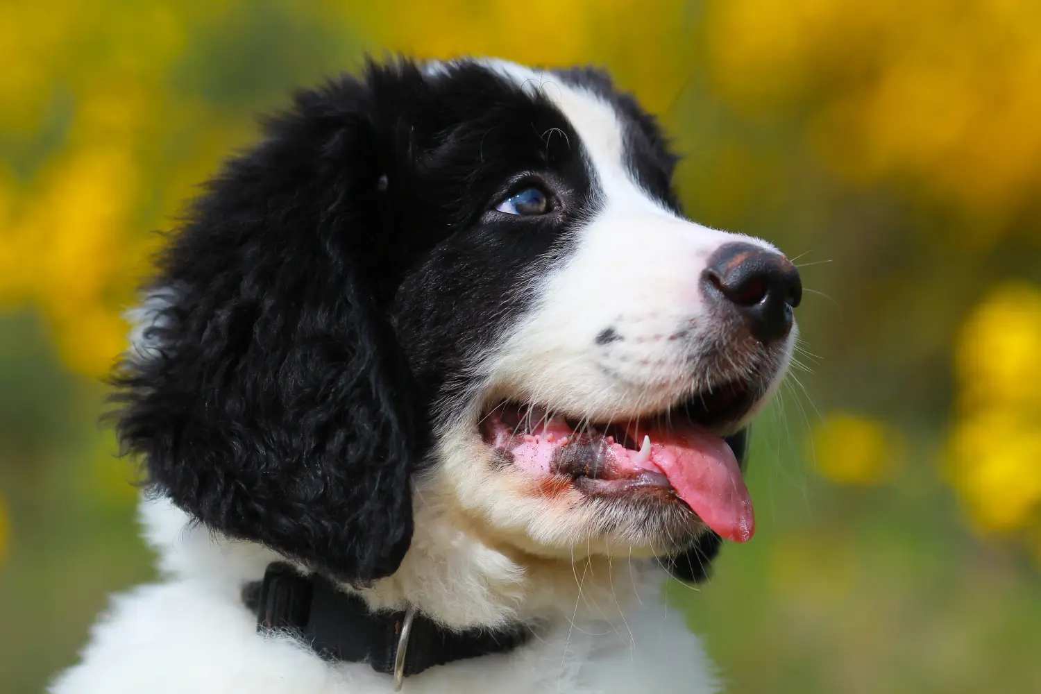 Buying a Landseer puppy means taking responsibility! Buy Landseer puppies.