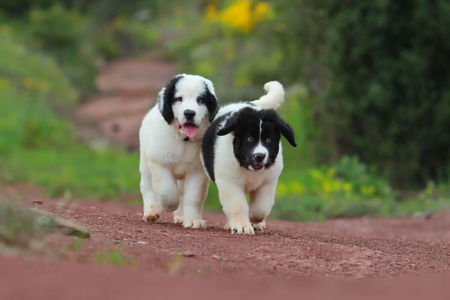 Buying a Landseer puppy means taking responsibility! Buy Landseer puppies.
