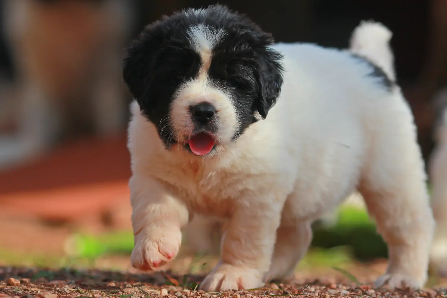Buying a Landseer puppy means taking responsibility! Buy Landseer puppies.