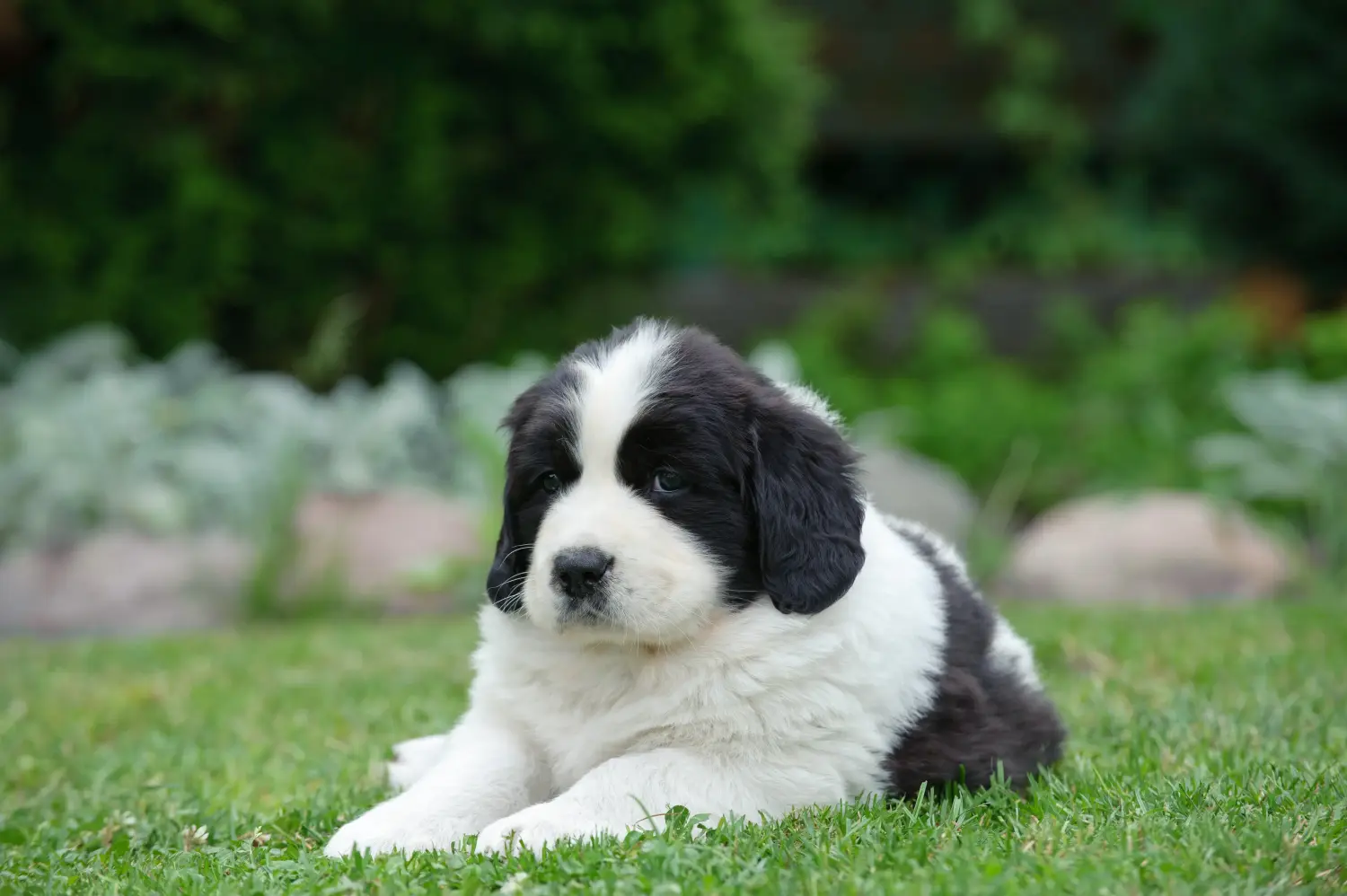 Buying a Landseer puppy means taking responsibility! Buy Landseer puppies.