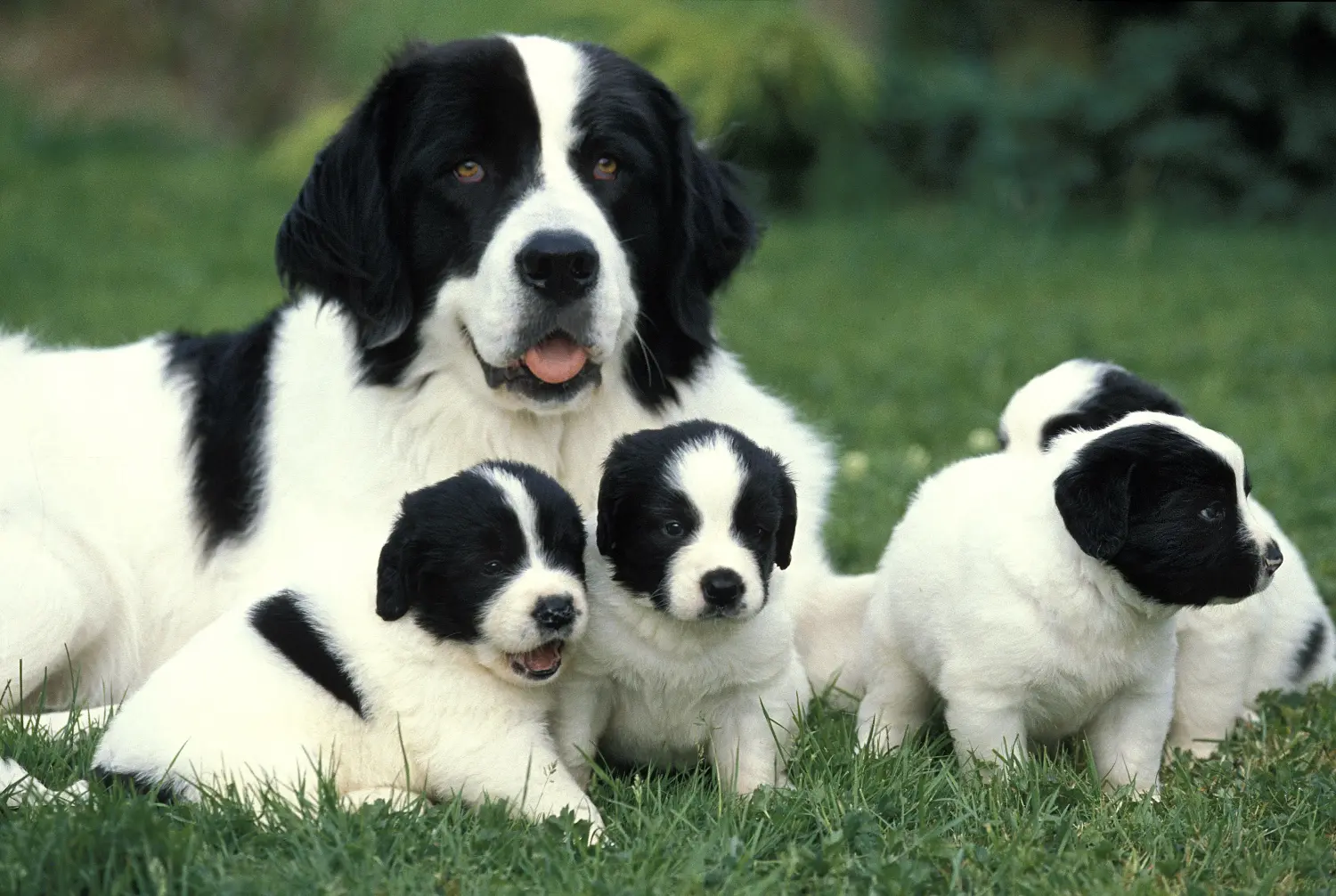 Buying a Landseer puppy means taking responsibility! Buy Landseer puppies.