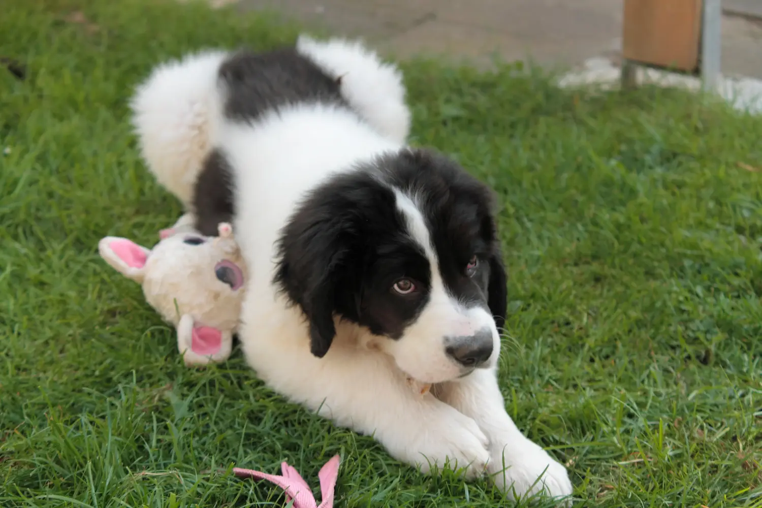 Buying a Landseer puppy means taking responsibility! Buy Landseer puppies.