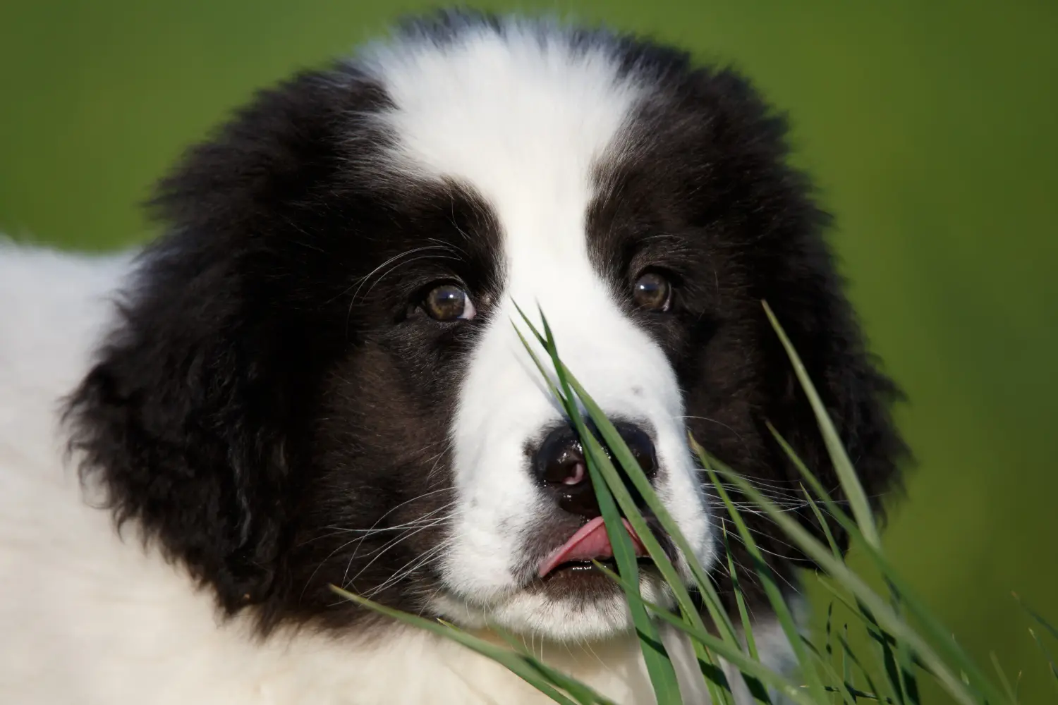 Buying a Landseer puppy means taking responsibility! Buy Landseer puppies.