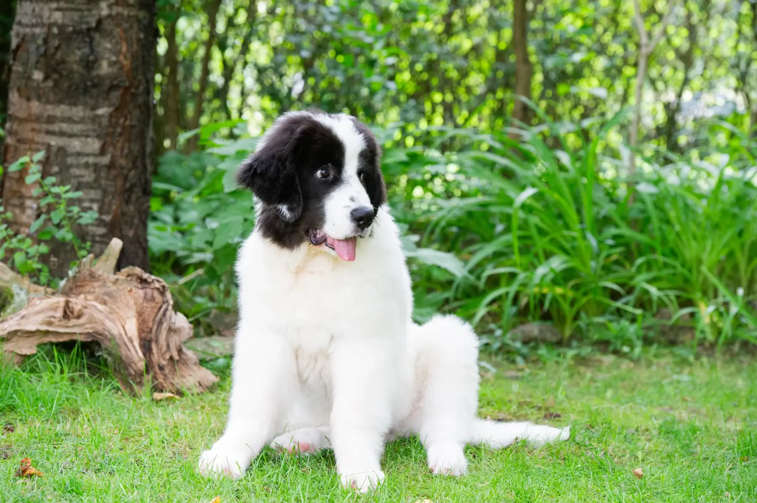 Buying a Landseer puppy means taking responsibility! Buy Landseer puppies.