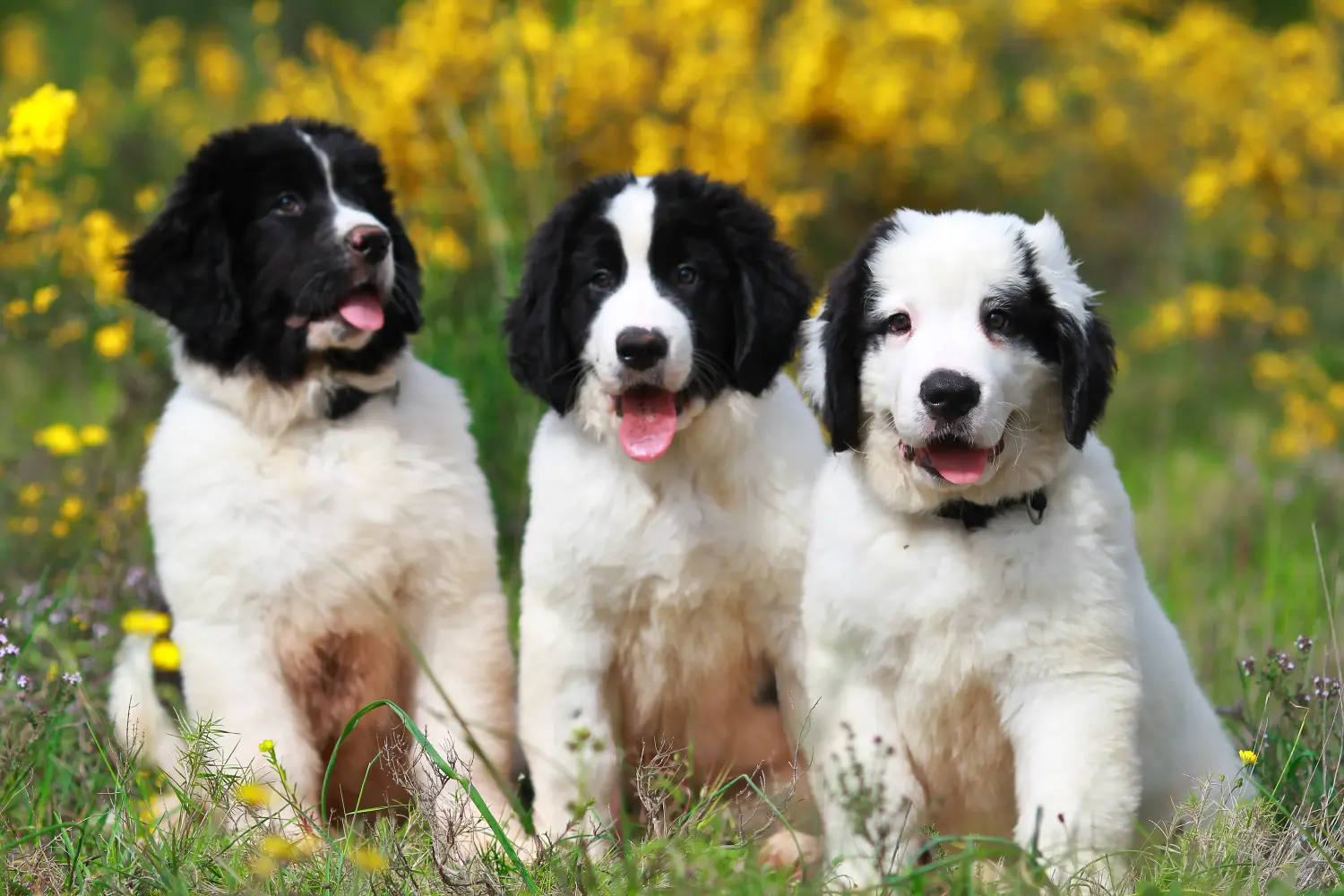 Buying a Landseer puppy means taking responsibility! Buy Landseer puppies.