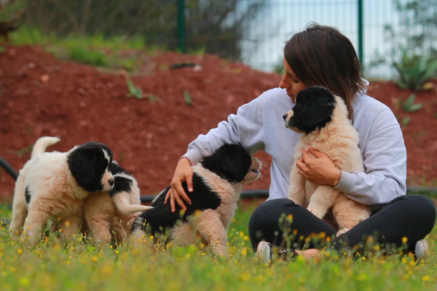 Buying a Landseer puppy means taking responsibility! Buy Landseer puppies.
