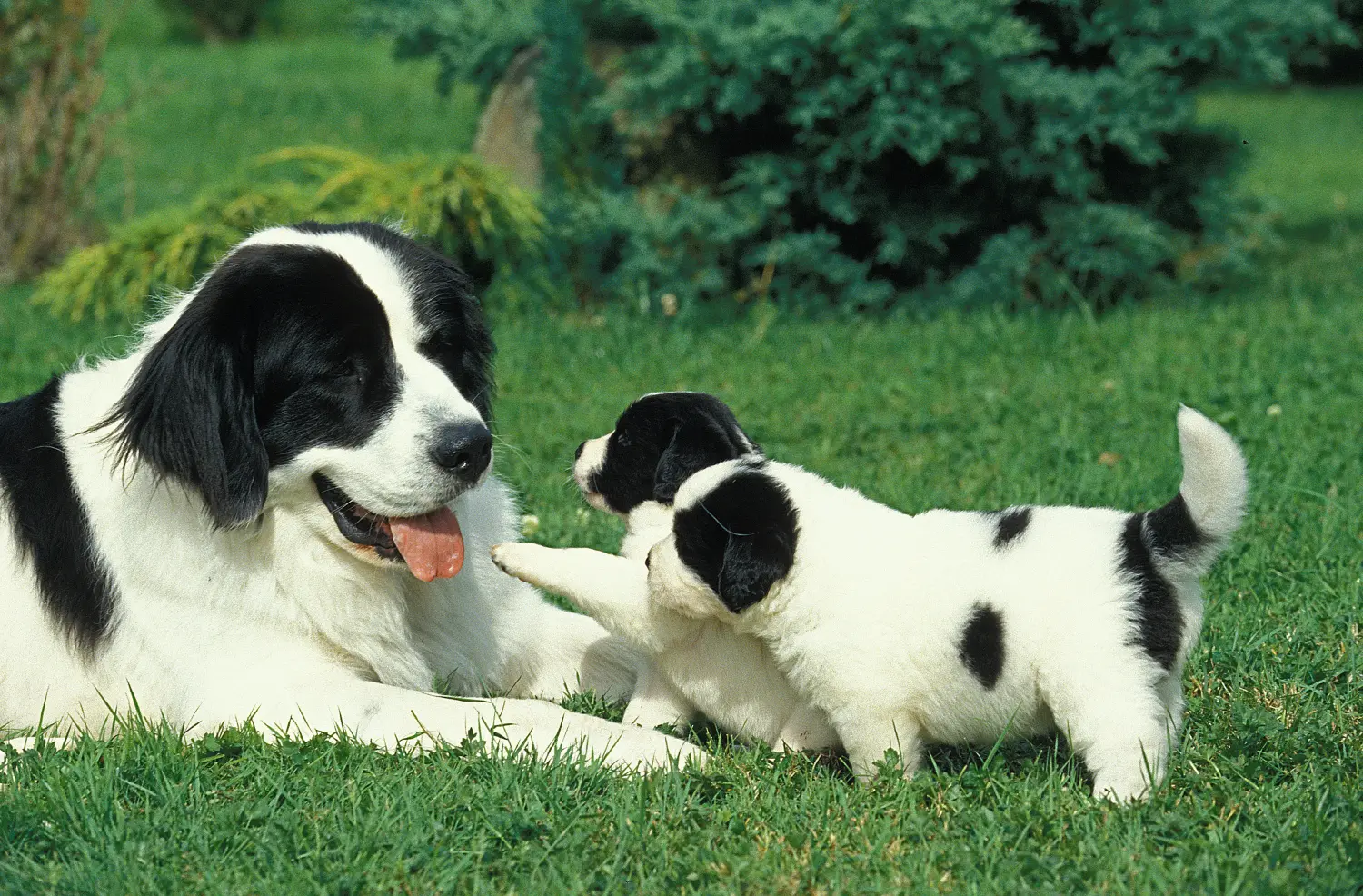 Buying a Landseer puppy means taking responsibility! Buy Landseer puppies.