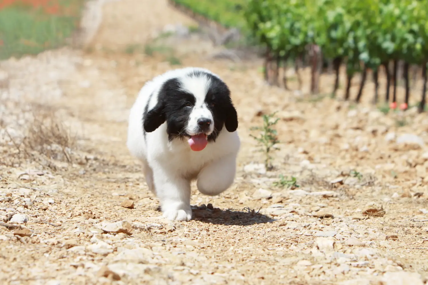 Buying a Landseer puppy means taking responsibility! Buy Landseer puppies.