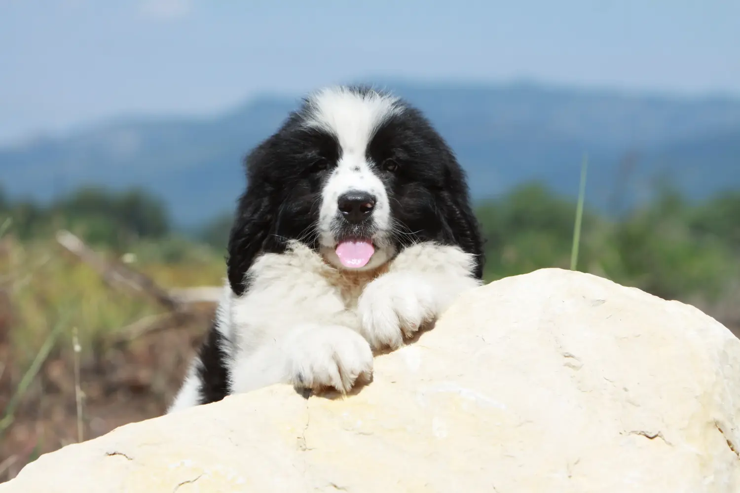 Buying a Landseer puppy means taking responsibility! Buy Landseer puppies.