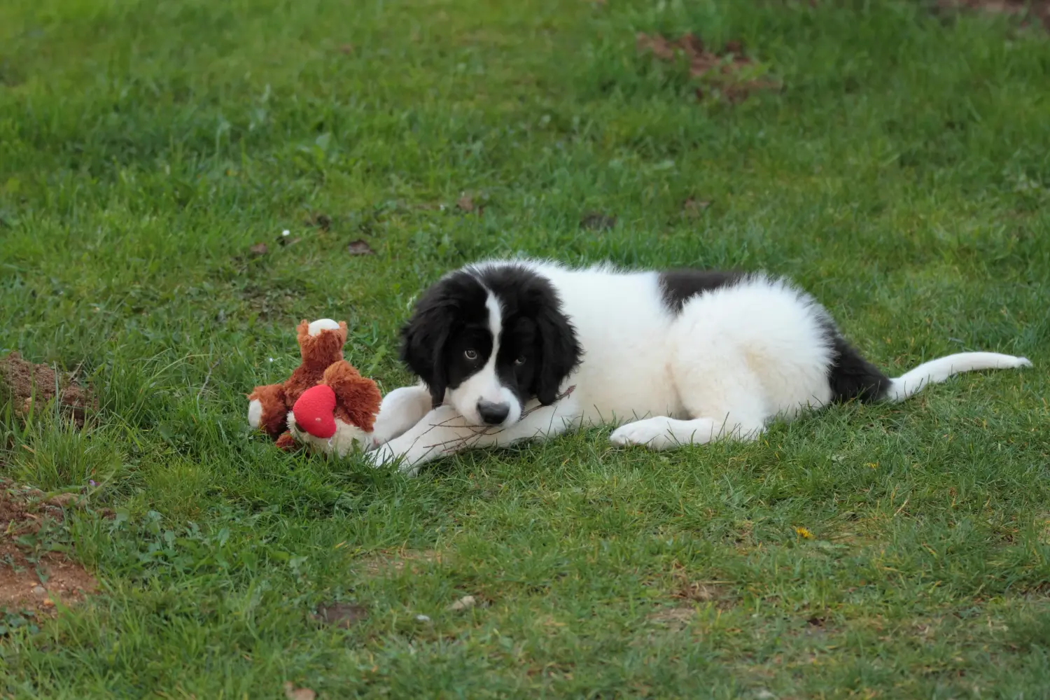 Buying a Landseer puppy means taking responsibility! Buy Landseer puppies.