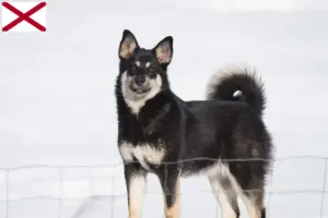 Read more about the article Lappish reindeer dog breeder and puppies in Alabama