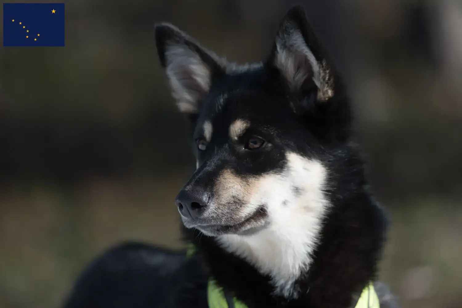 Read more about the article Lappish reindeer dog breeder and puppies in Alaska