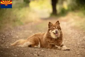 Read more about the article Lappish reindeer dog breeder and puppies in Arizona