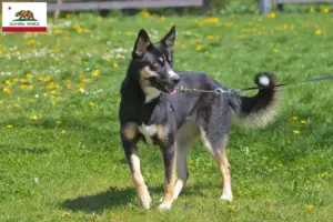 Read more about the article Lappish reindeer dog breeder and puppies in California