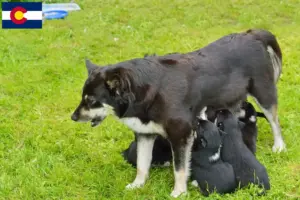 Read more about the article Lappish reindeer dog breeder and puppies in Colorado