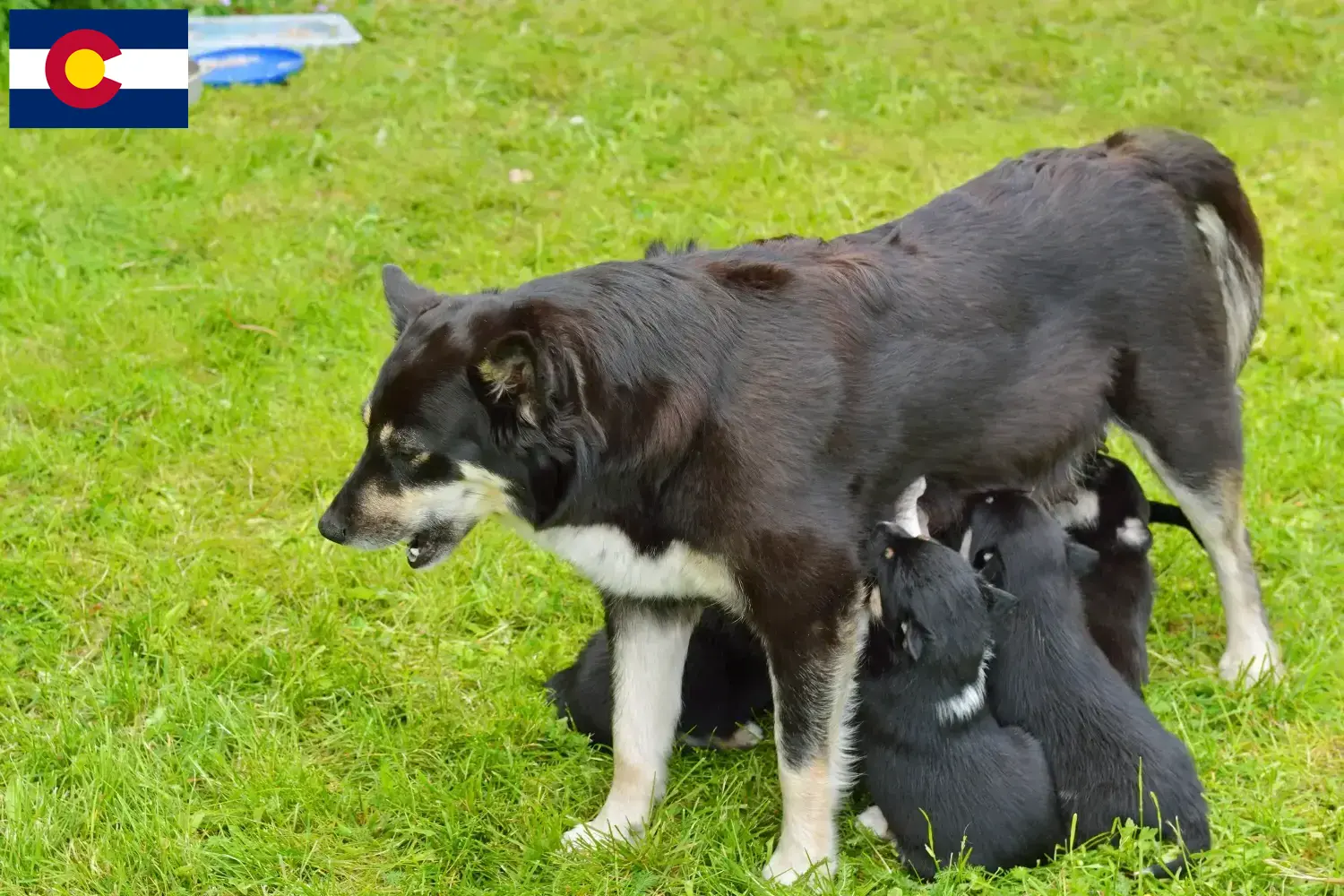 Read more about the article Lappish reindeer dog breeder and puppies in Colorado