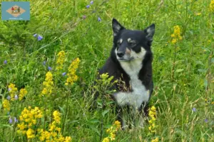 Read more about the article Lappish reindeer dog breeder and puppies in Delaware