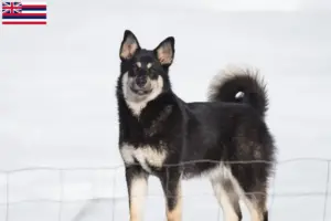 Read more about the article Lappish reindeer dog breeder and puppies in Hawaii