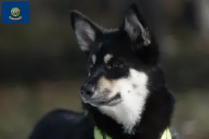 Read more about the article Lappish reindeer dog breeder and puppies in Idaho
