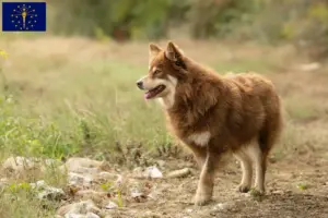 Read more about the article Lappish reindeer dog breeder and puppies in Indiana