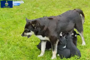 Read more about the article Lappish reindeer dog breeder and puppies in Kansas