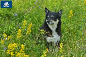 Read more about the article Lapland reindeer dog breeder and puppies in Louisiana