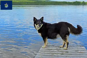 Read more about the article Lappish reindeer dog breeder and puppies in Maine