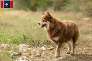 Read more about the article Lappish reindeer dog breeder and puppies in Mississippi