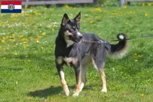 Read more about the article Lapland reindeer dog breeder and puppies in Missouri