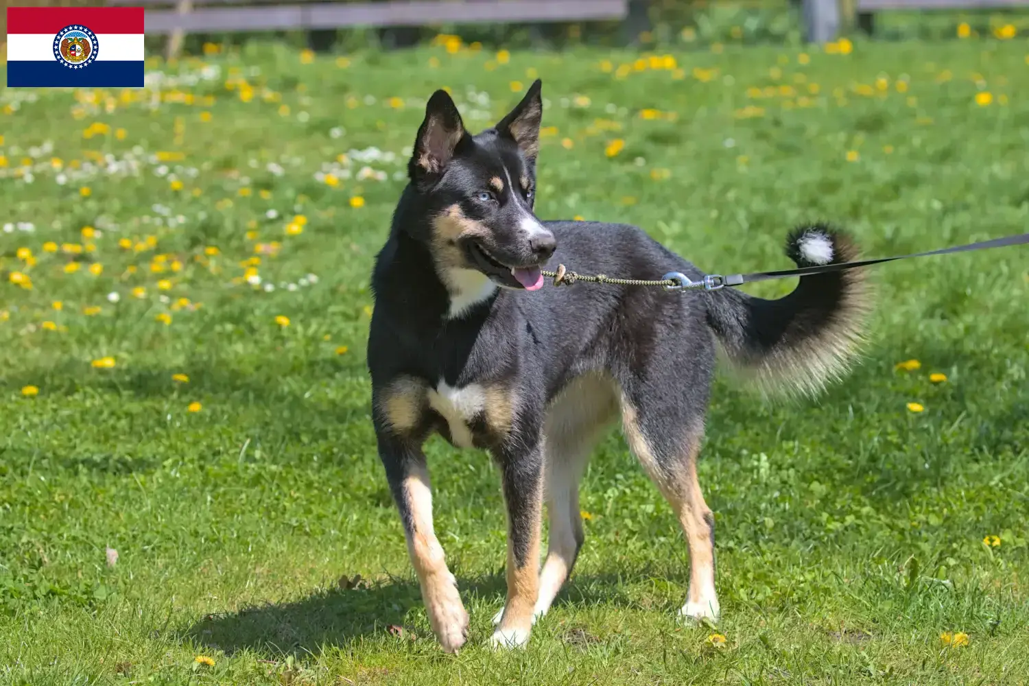 Read more about the article Lapland reindeer dog breeder and puppies in Missouri
