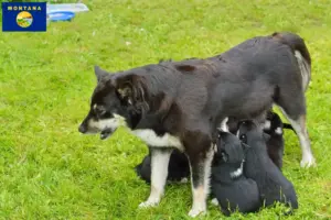 Read more about the article Lappish reindeer dog breeder and puppies in Montana