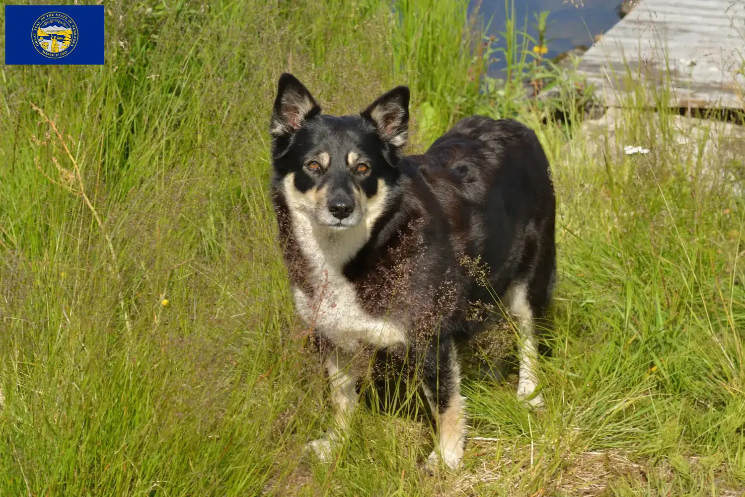 Lappish Reindeer Dog Puppies and Breeder Nebraska Find Lappish Reindeer Dog breeders in Nebraska.