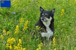 Read more about the article Lappish reindeer dog breeder and puppies in Nevada