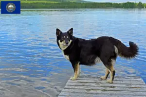 Read more about the article Lappish reindeer dog breeder and puppies in New Hampshire