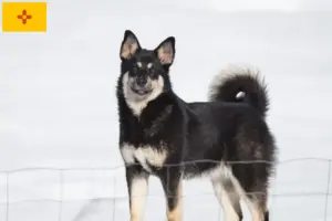 Read more about the article Lappish reindeer dog breeder and puppies in New Mexico