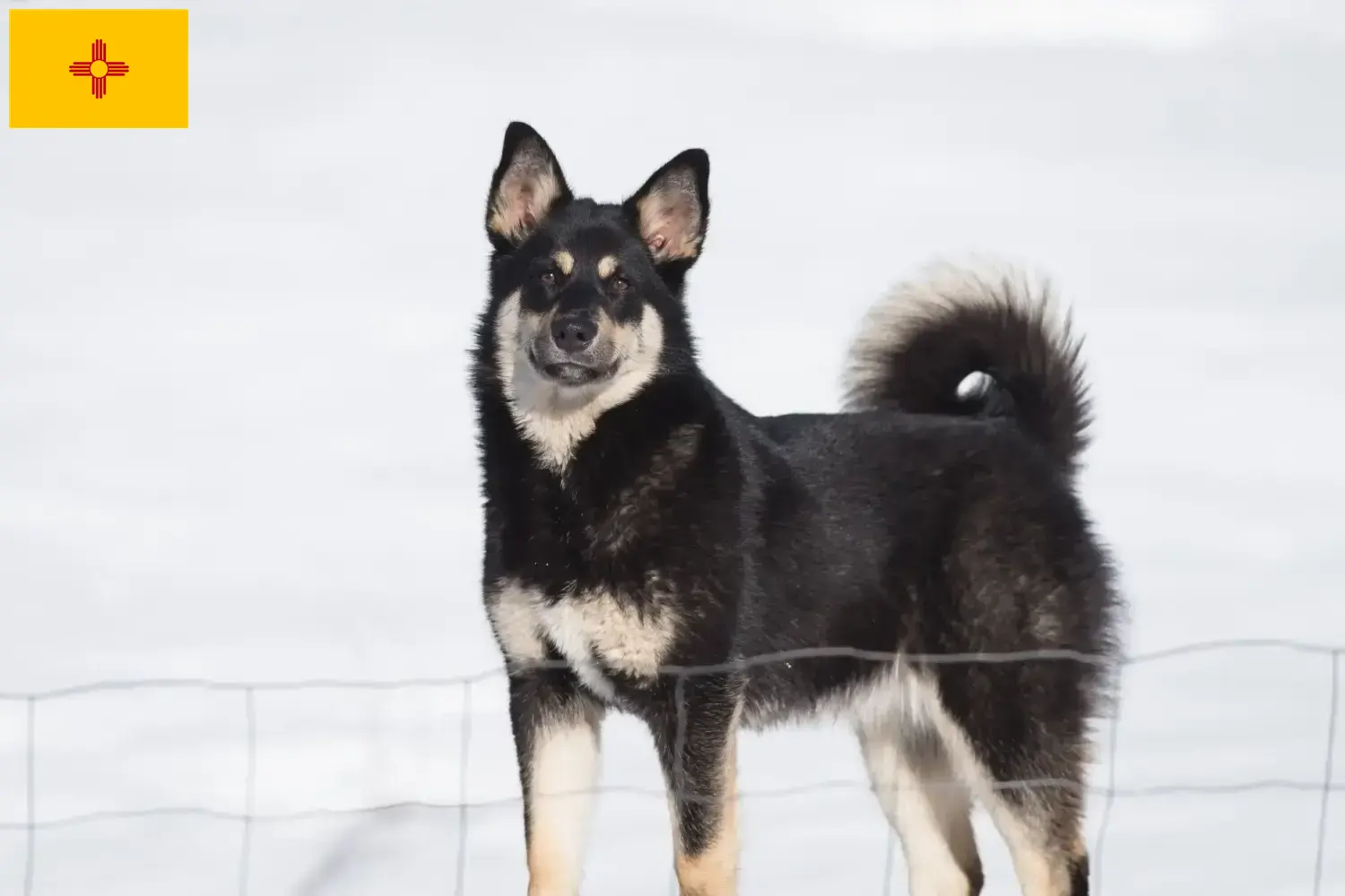 Lappish Reindeer Dog Puppies and Breeder New Mexico Find Lappish Reindeer Dog breeders in New Mexico.