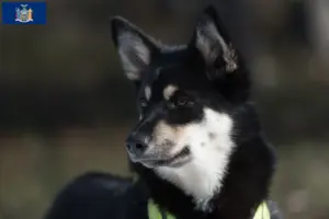 Read more about the article Lappish reindeer dog breeder and puppies in New York