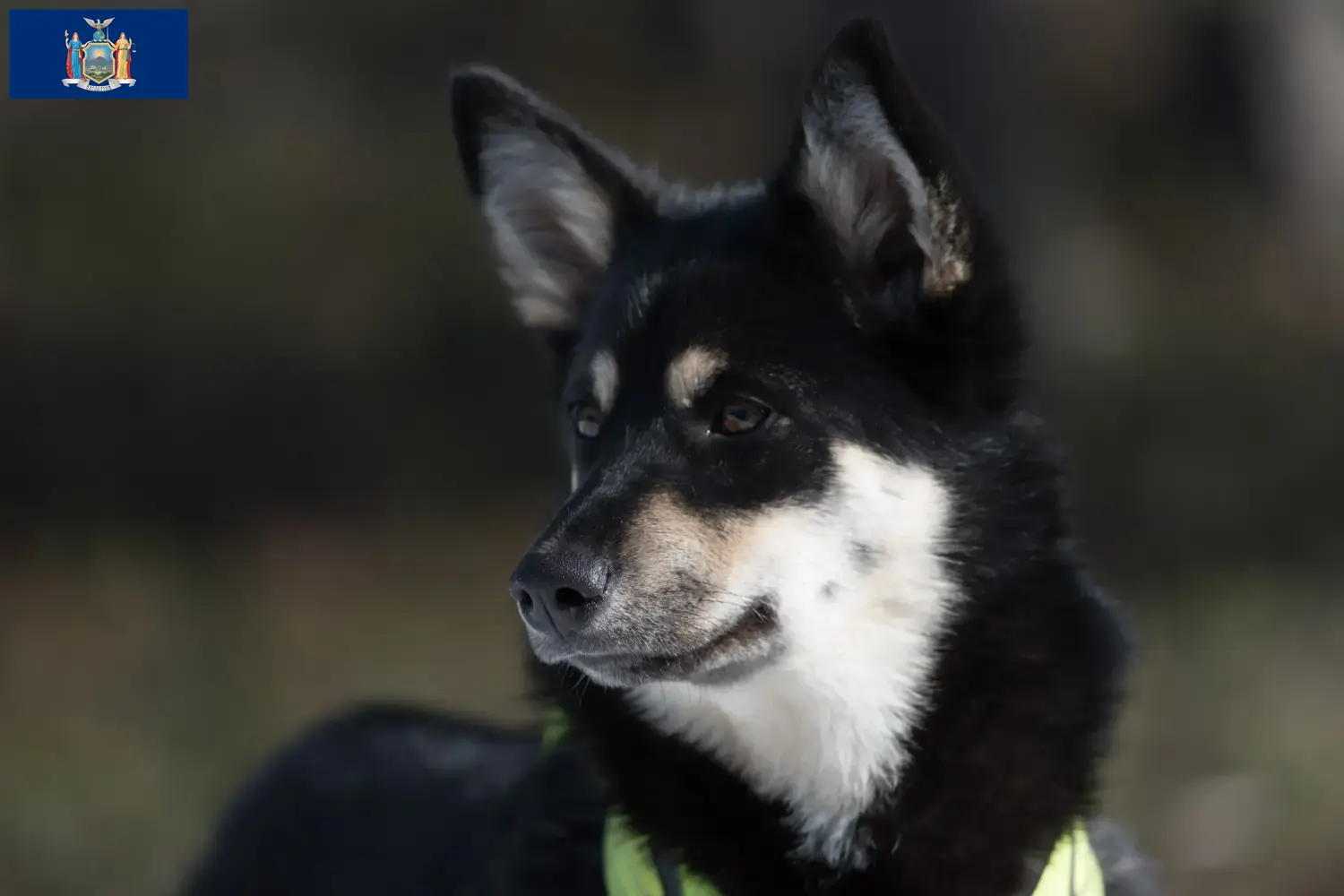 Lappish Reindeer Dog Puppies and Breeder New York Find Lappish Reindeer Dog breeders in New York.