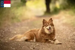 Read more about the article Lappish reindeer dog breeder and puppies in North Carolina