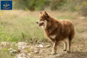 Read more about the article Lappish reindeer dog breeder and puppies in North Dakota