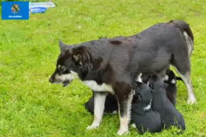 Read more about the article Lapland reindeer dog breeder and puppies in Oklahoma