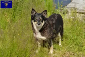 Read more about the article Lappish reindeer dog breeder and puppies in Oregon