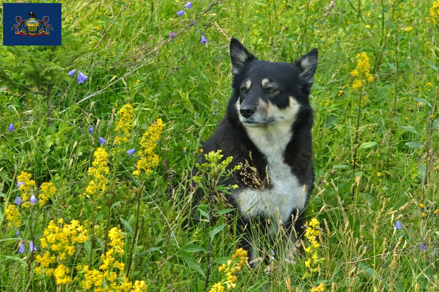Lapland Reindeer Dog Puppies and Breeder Pennsylvania Find Lappish Reindeer Dog breeders in Pennsylvania.
