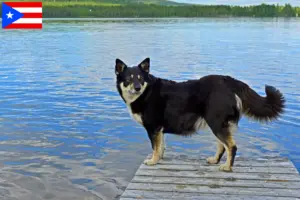 Read more about the article Lappish reindeer dog breeder and puppies in Puerto Rico