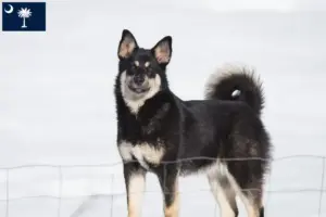 Read more about the article Lappish reindeer dog breeder and puppies in South Carolina