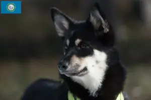 Read more about the article Lappish reindeer dog breeder and puppies in South Dakota