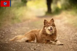 Read more about the article Lappish reindeer dog breeder and puppies in Tennessee