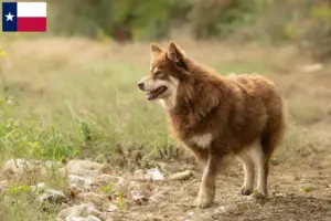Read more about the article Lappish reindeer dog breeder and puppies in Texas