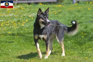 Read more about the article Lappish reindeer dog breeder and puppies in Utah