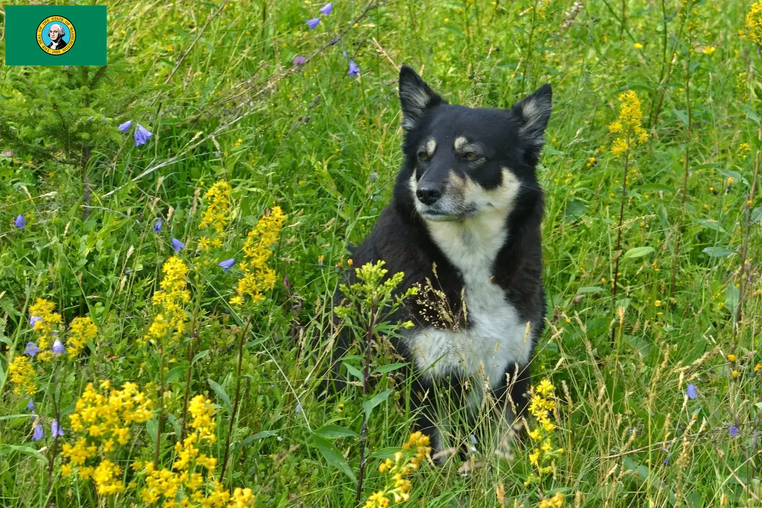 Lappish Reindeer Dog Puppies and Breeder Washington Find Lappish Reindeer Dog breeders in Washington.